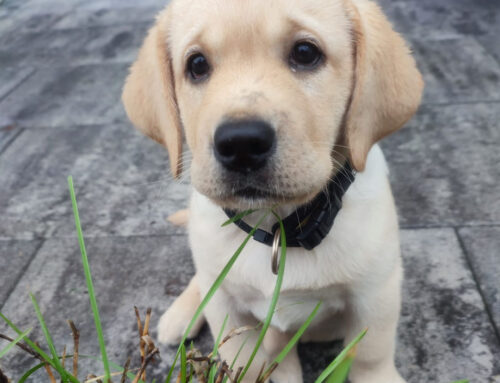 Nala unser zukünftiger Therapiehund