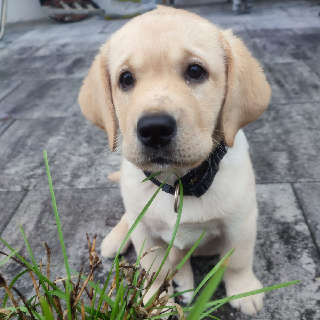 Therapiehund auf dem Lilienhof